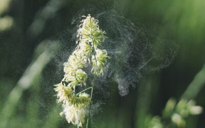 Pollen oder Hausstaub sind bekannte Auslöser für allergische Reaktionen