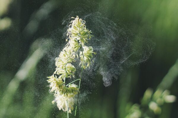 Pollen oder Hausstaub sind bekannte Auslöser für allergische Reaktionen