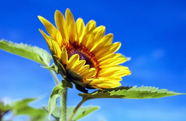 Sonnenblume im Sommer