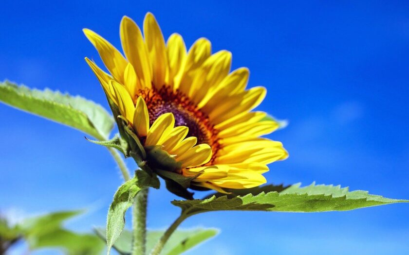 Sonnenblume im Sommer