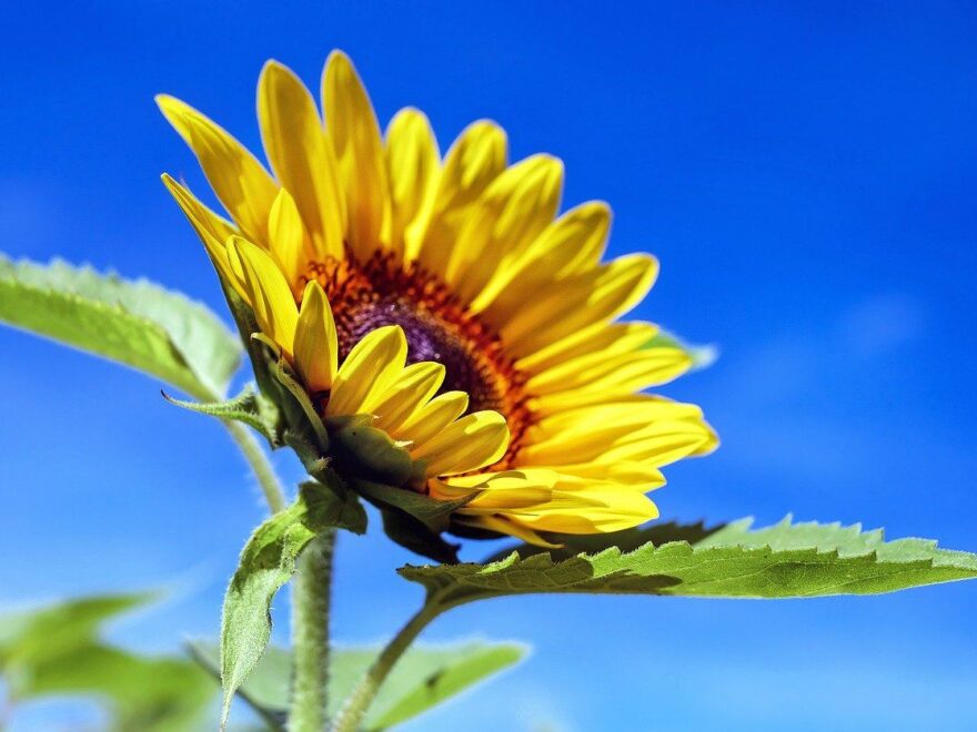 Sonnenblume im Sommer