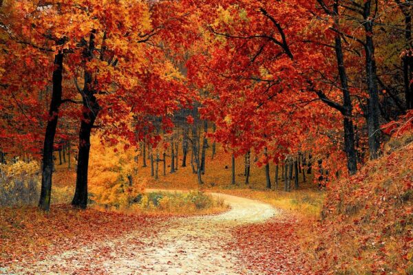 Richtig Lüften im Herbst wenn die Blätter bunt werden