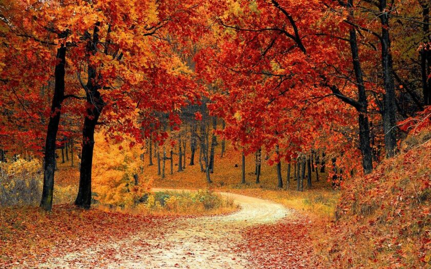 Richtig Lüften im Herbst wenn die Blätter bunt werden