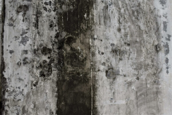 schwarzer Schimmel an einer Wand