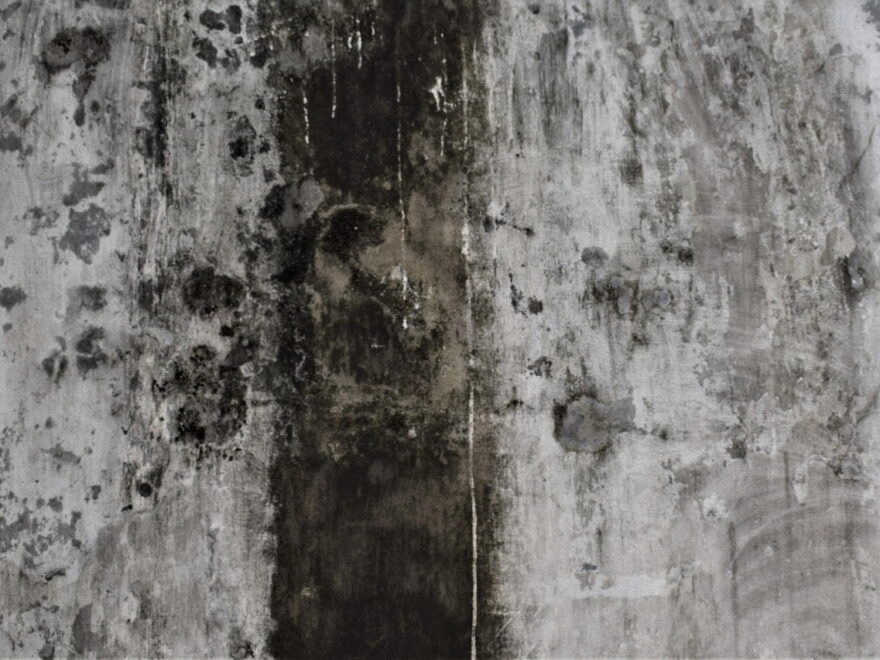 schwarzer Schimmel an einer Wand