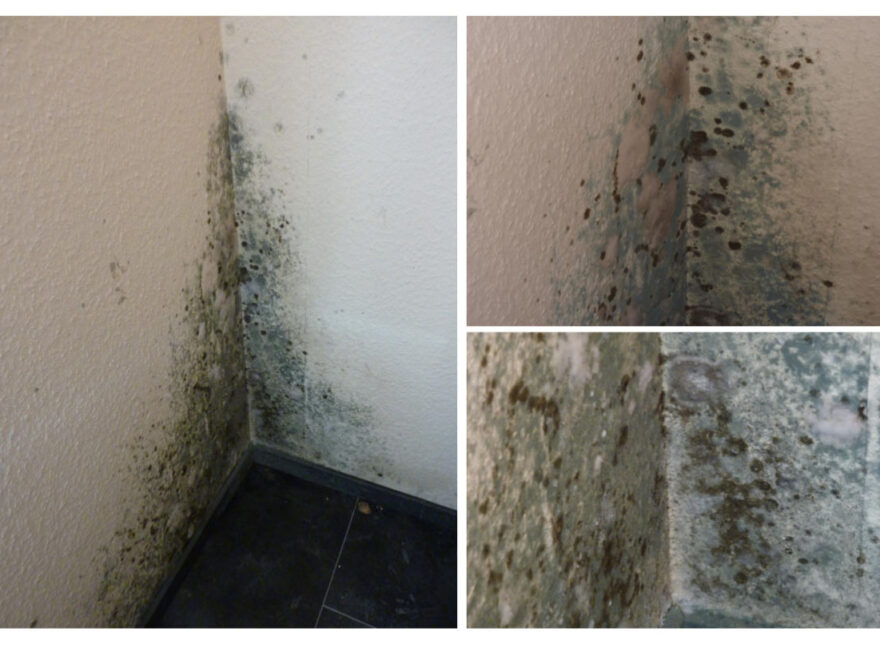 heftiger Schimmelpilz an einer Wand