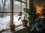 Tropenpflanzen im Winter am Fenster mit trockener Luft und Lichtmangel – einige Blätter zeigen Anzeichen von Trockenheit.